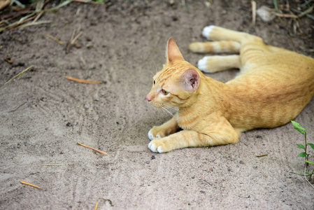 可爱的猫在房子里走来走去。