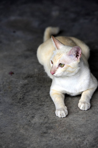 可爱的猫在房子里走来走去。