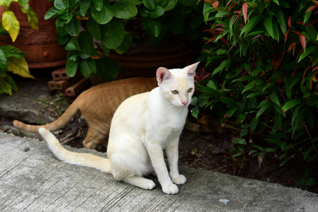 可爱的猫在房子里走来走去。