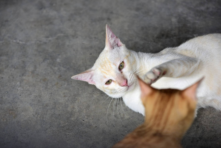 可爱的猫在房子里走来走去。