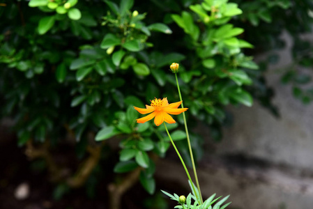 花园里五颜六色的花。梅花盛开。花园里美丽的花在夏天绽放。点缀着正式的花园。 公园。 美丽的花园。