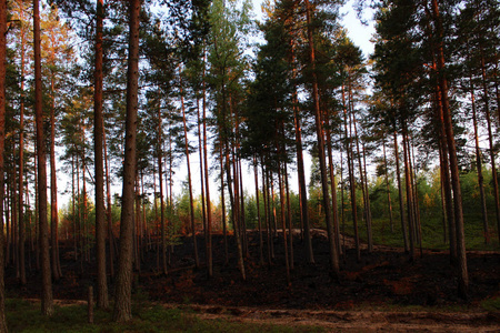 松林火灾后。用黑色烟尘燃烧的地球。俄罗斯列宁格勒地区