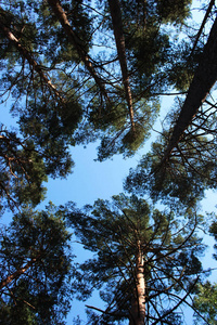 松树的顶部对着蓝天。俄罗斯列宁格勒地区