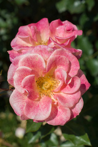 花园背景中两朵盛开的美丽的彩色玫瑰