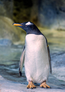 企鹅站在岩石上的正面视图. 可爱的动物关门了.照片