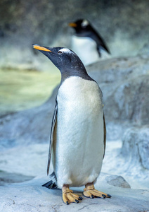 企鹅站在岩石上的侧视图. 可爱的动物关门了.照片