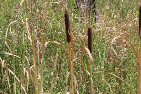  a brown cylinder female part, and a yellow spike the male pa