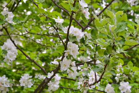 有苹果白花的树的开花枝。