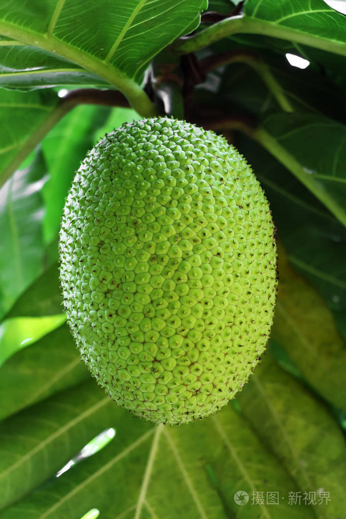 面包果在他的树上靠近