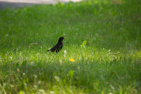 迁徙前在公园草地上觅食的一只美丽的普通黑鸟。 杜斯梅鲁拉。 北欧拉脱维亚公园里的成年鸟。