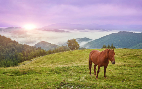 山谷里的马。 美丽的自然景观