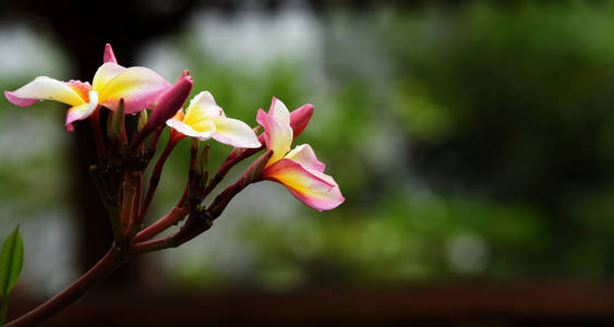 花园里五颜六色的花。梅花盛开。花园里美丽的花在夏天绽放。点缀着正式的花园。 公园。 美丽的花园。