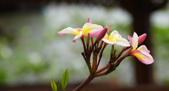 花园里五颜六色的花。梅花盛开。花园里美丽的花在夏天绽放。点缀着正式的花园。 公园。 美丽的花园。