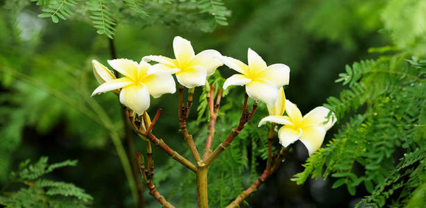 花园里五颜六色的花。梅花盛开。花园里美丽的花在夏天绽放。点缀着正式的花园。 公园。 美丽的花园。