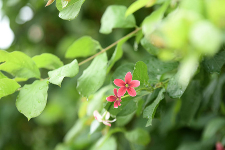 花园里五颜六色的花。梅花盛开。花园里美丽的花在夏天绽放。点缀着正式的花园。 公园。 美丽的花园。