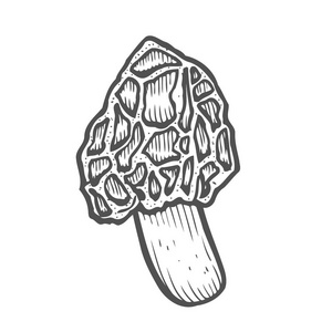 松露蘑菇手工绘制矢量插图集。 在白色背景上隔离的素描食物绘图。 有机素食对象。 很好的菜单标签产品包装配方