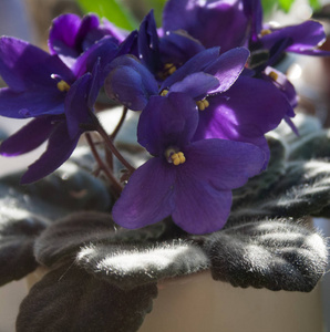 在窗台上的壶中放着紫丁香的非洲紫罗兰花或紫罗兰花