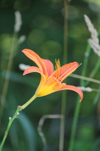 橙日百合Hemerocallis。 白天百合是坚固的，适应性强，多年生植物，有多种颜色