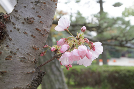 日本美丽的樱花在春天盛开