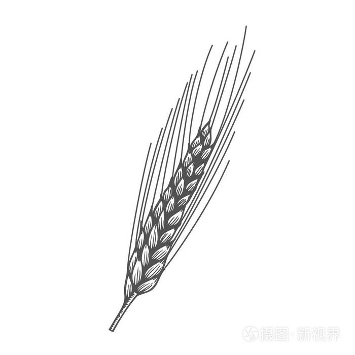 小麦面包耳麦作物素描手绘矢量插图.白色背景上分离的黑耳.