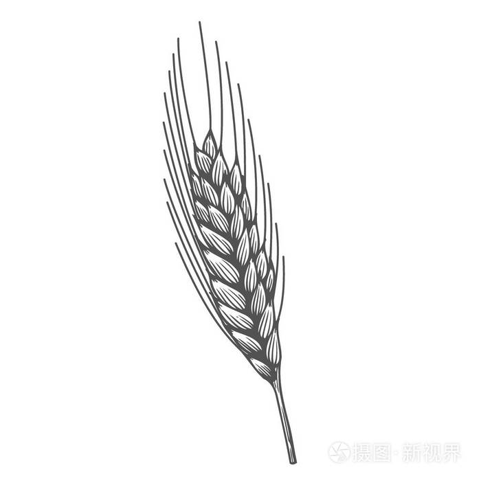 小麦面包耳麦作物素描手绘矢量插图.白色背景上分离的黑耳.