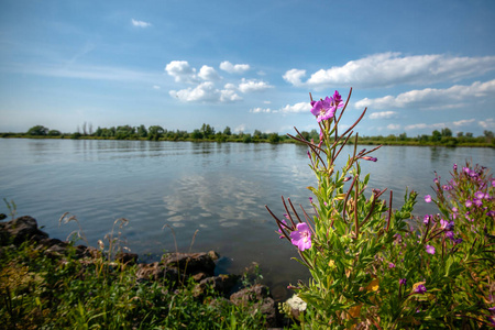 沿着流动的河流的河岸开花的野生植物。 拥有蓝天白云的荷兰三角洲景观