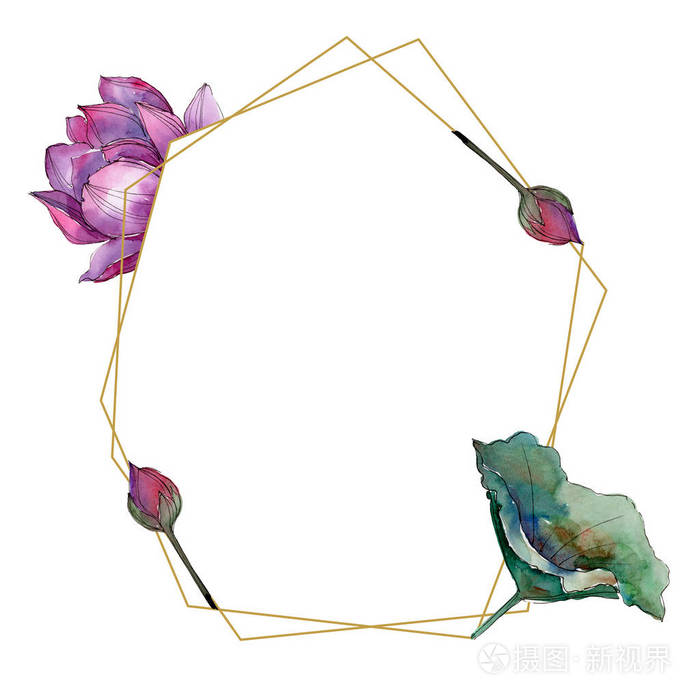 粉红色的莲花. 花卉植物花. 框架边框装饰广场.