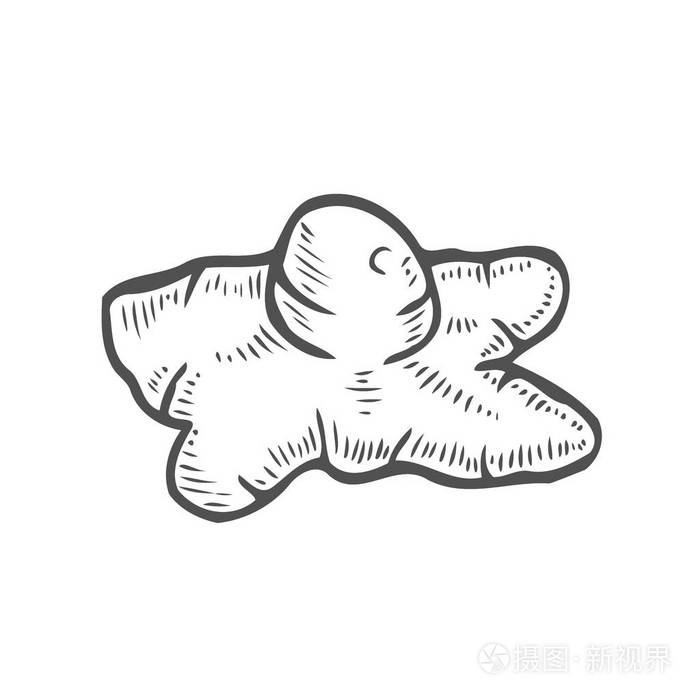 姜手拔根植物素描矢量插图隔离在白色上辛辣的草药生姜