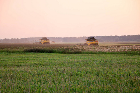 联合收割机在麦田上的作用。 收获是在日落时从田野采集成熟作物的过程