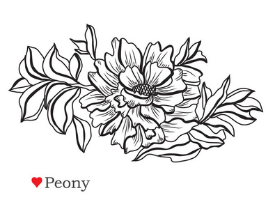 牡丹花线条图片-牡丹花线条素材-牡丹花线条插画-摄图新视界