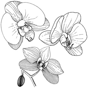 兰花以矢量风格孤立。 植物的全名兰花。 矢量花为背景纹理包装图案框架或边框。