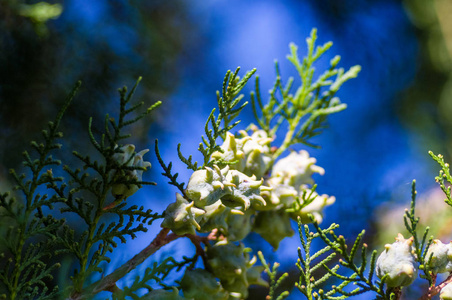 香柏树花萼被枝近. 苏加锥分支图案. 绿背景大柏针叶种子照片