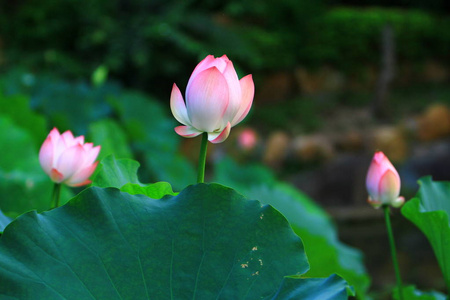 莲花和莲花