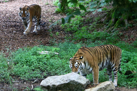 大老虎住在卢布尔雅那的动物园里