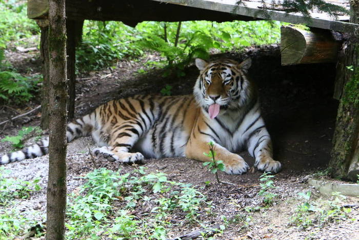 大老虎住在卢布尔雅那的动物园里