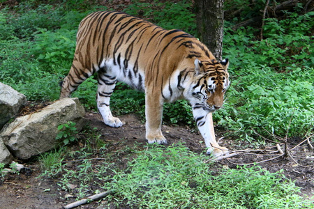 老虎生活在斯洛文尼亚卢布尔雅那动物园