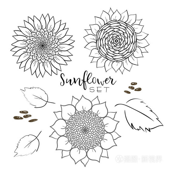 插画 葵花籽和花线矢量绘图集.手绘孤立插图.食品配料复古素描.