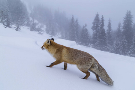 冬天山里的野红狐