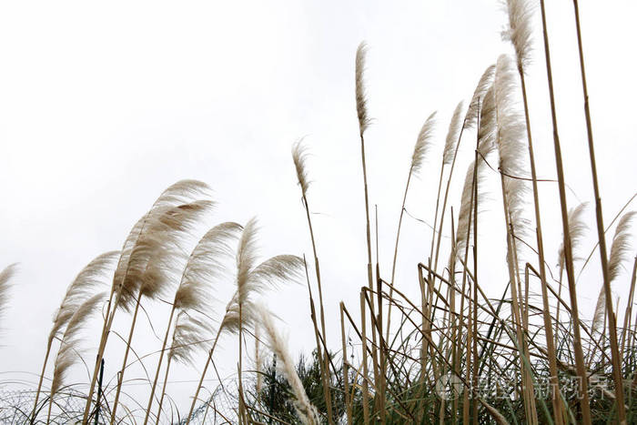 花园里的芦苇草