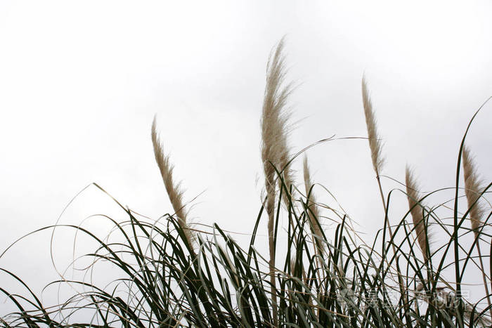 花园里的芦苇草