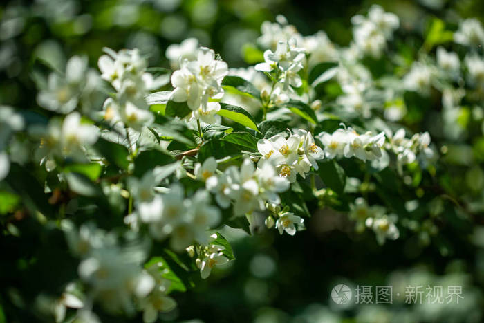 美丽的盛开的茉莉花枝,在阳光下,在夏天阳光明媚的日子里开着白花.