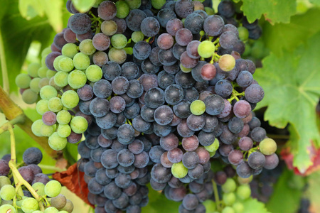 葡萄在葡萄园里成熟