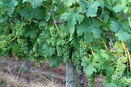 葡萄在葡萄园里成熟