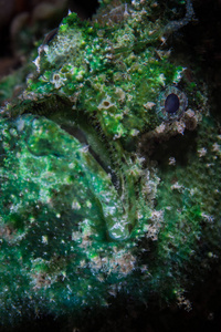 一个大理石嘴蛙鱼洛菲亚龙石柱坐在一个珊瑚礁在拉贾安帕特印度尼西亚。 这种伪装得很好的鱼是相当罕见的，很少在西太平洋的整个范围内看