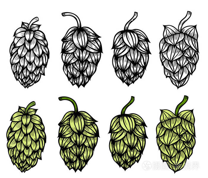 彩色手绘雕刻风格啤酒花集. 有叶和球果的普通羽花或枝. 矢量插图