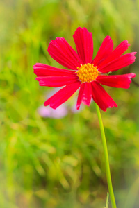 绿色背景中美丽的红紫色宇宙花