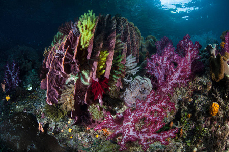 一个五颜六色和健康的珊瑚礁生长在印度尼西亚的拉贾安帕特。 这个偏远的热带地区被称为珊瑚三角形的中心，因为它令人难以置信的海洋生物