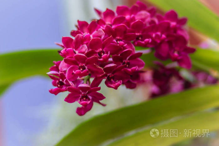 美丽的红菱兰红色兰花rhynchostylisgigantea对自然背景有选择性的