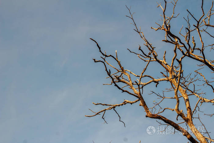 枯季树无叶.秋天背景下美丽的树枝.