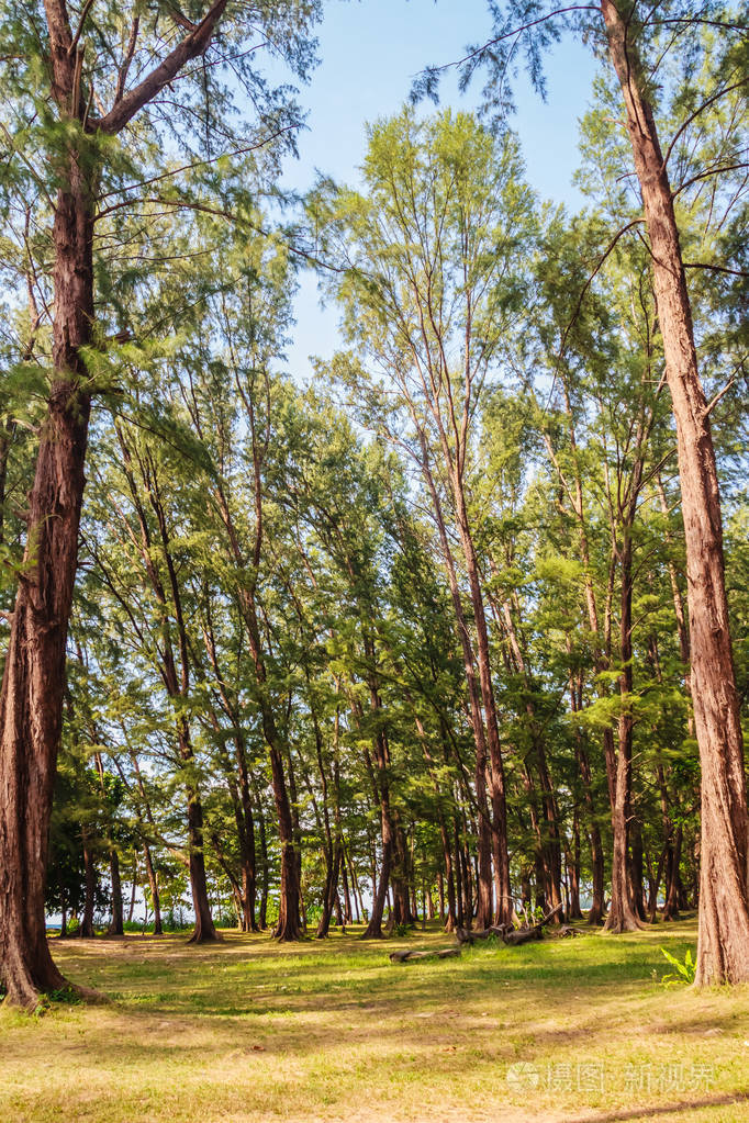 常绿木杉普通铁木森林树在奈扬海滩熊比普吉机场泰国